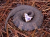 Cottonmouth