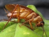 Cockroach